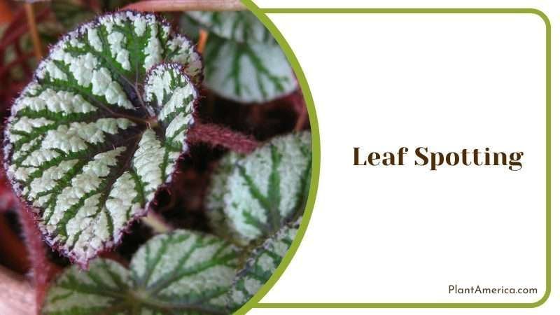 Leaf Spotting ~ Plant America