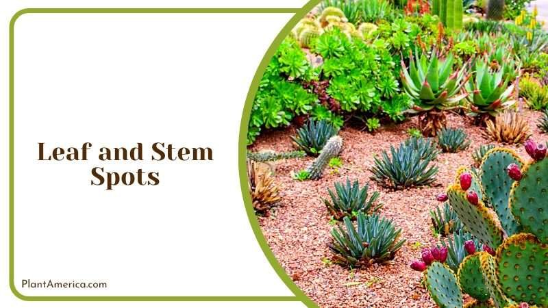 Leaf and Stem Spots Problems Plant America