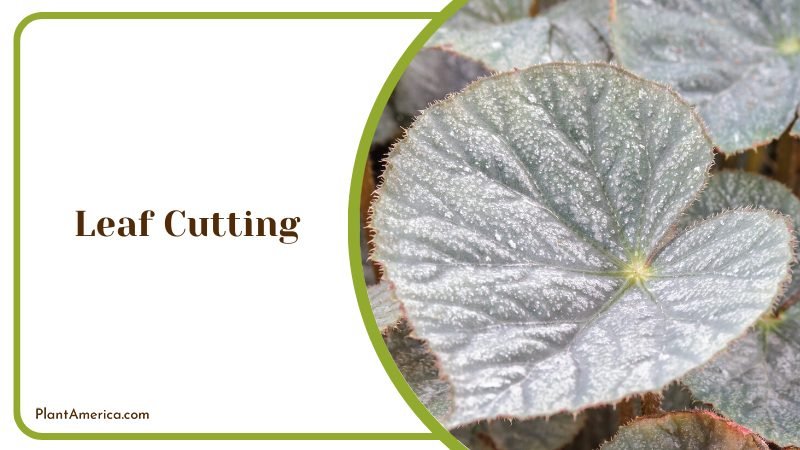 Leaf cutting propagation ~ PlantAmerica