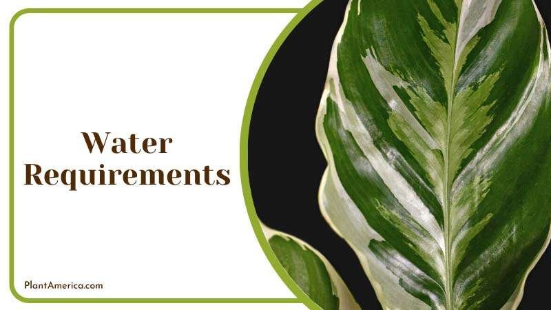 Leaf of Exotic _Calathea White Fusion_ Prayer Plant Houseplant ~ PlantAmerica Leaf of Exotic _Calathea White Fusion_ Prayer Plant Houseplant ~ PlantAmerica