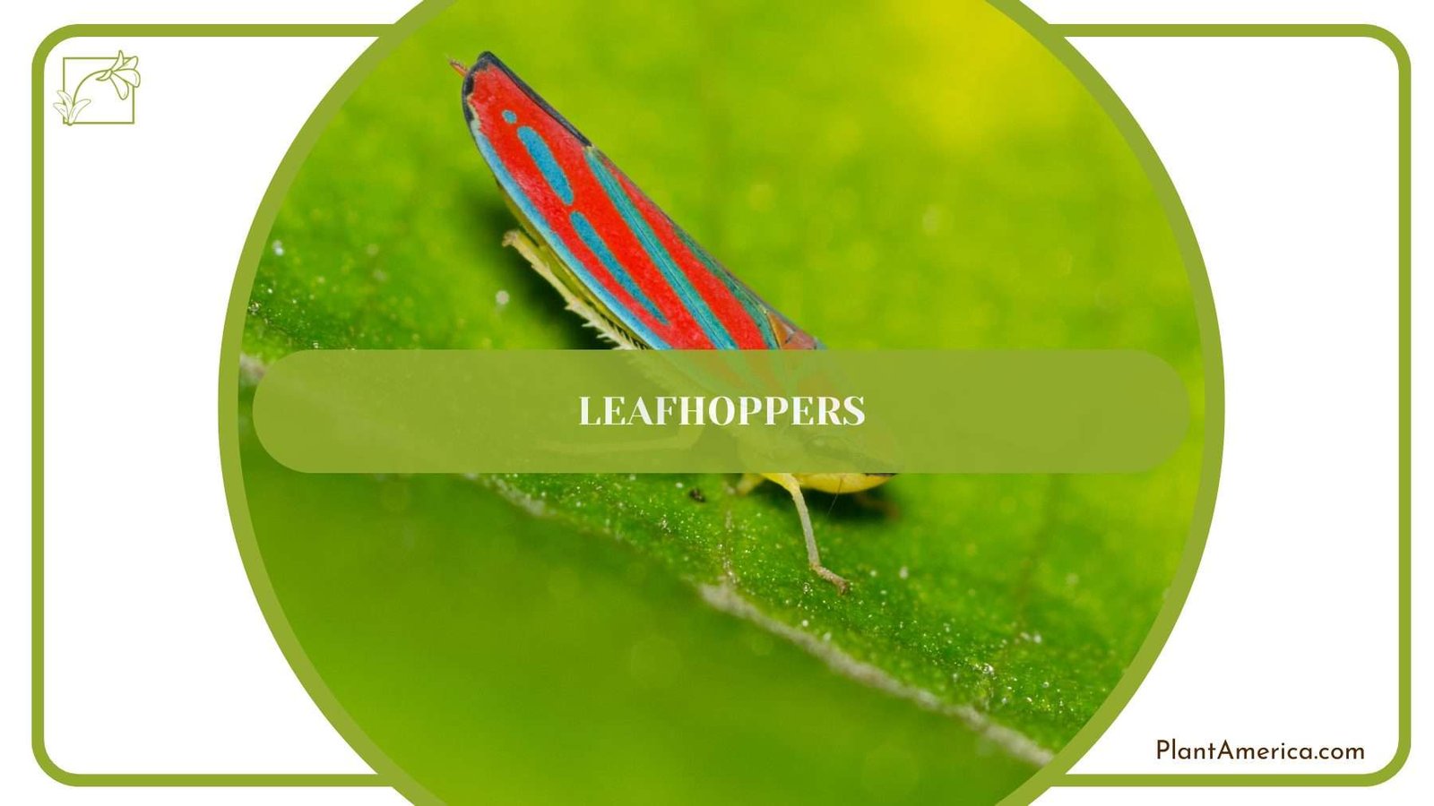 Leafhoppers PlantAmerica