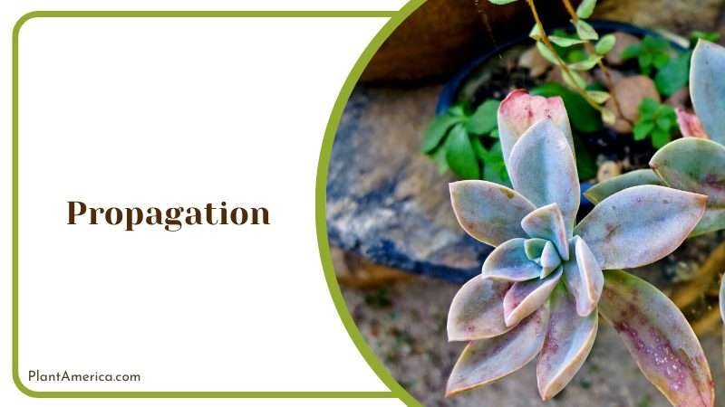 Leafy Succulent Houseplant Plant America