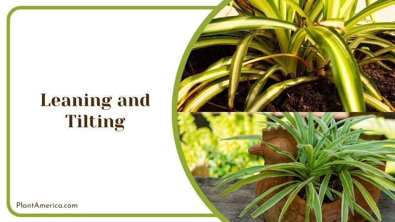 Leaning and Tilting Plant America Leaning and Tilting Plant America