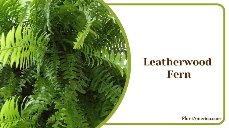 Leatherwood Fern Plant America Leatherwood Fern Plant America