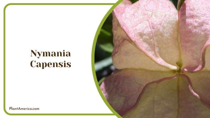 Leathery Textured Nymania Capensis Plant America Leathery Textured Nymania Capensis Plant America