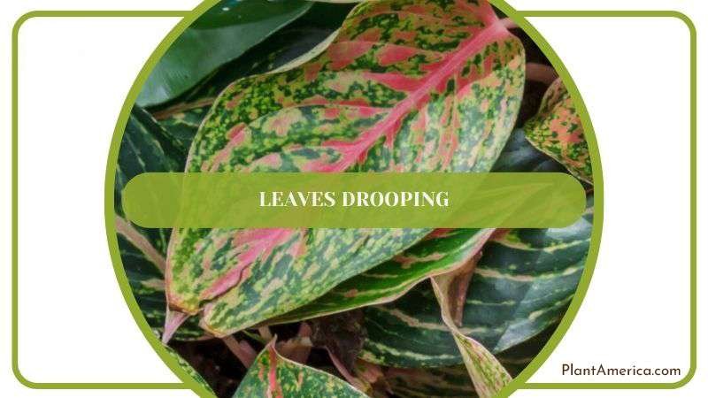 Leaves Drooping in Camo Plant Plant America