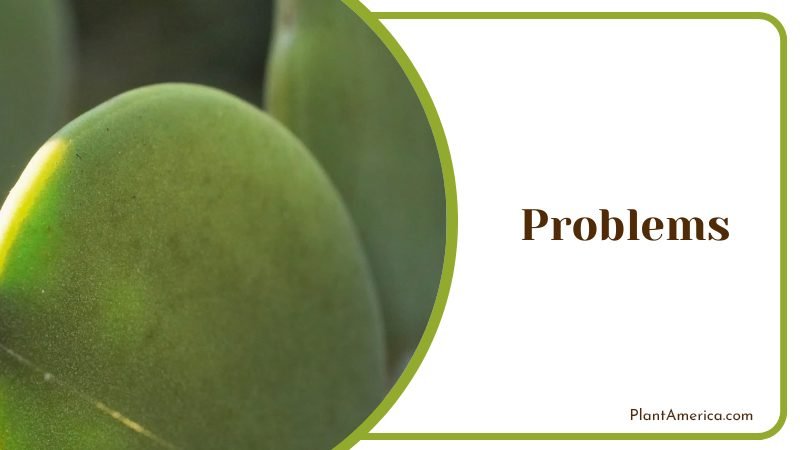 Leaves Falling Off Due To Overwatering Plant America