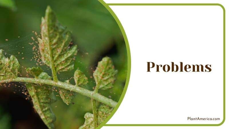 Leaves Having Brown Spots and Edges Plant America