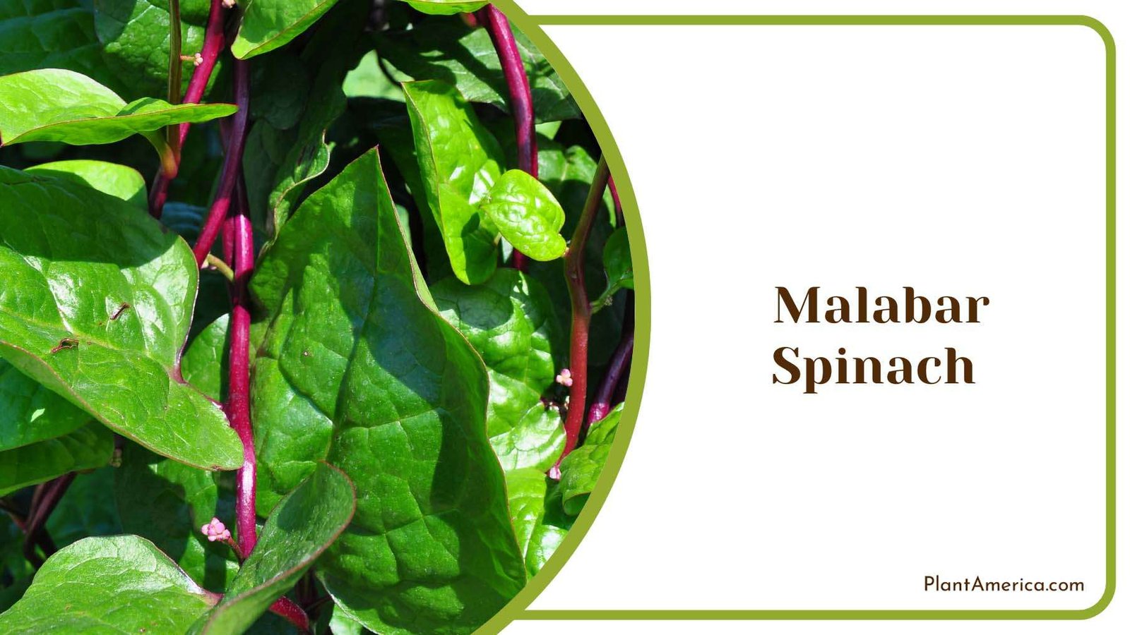 Leaves Malabar Spinach Plant America
