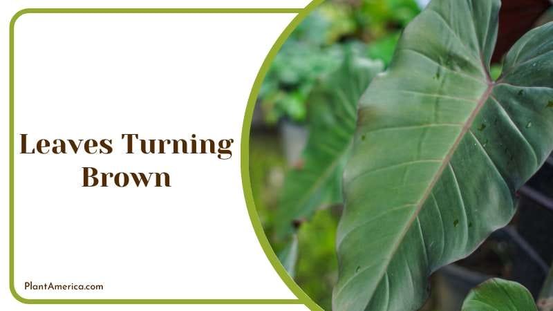 Leaves Turning Brown Problem Plant America Leaves Turning Brown Problem Plant America