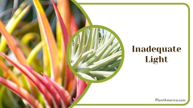 Facts of Tillandsia Brachycaulos Leaves Plant America Leaves of Brachycaulos Plant Plant America