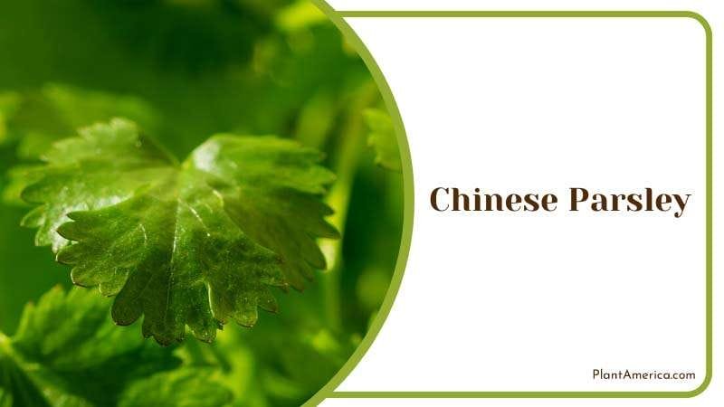 Leaves of Chinese Parsley PlantAmerica