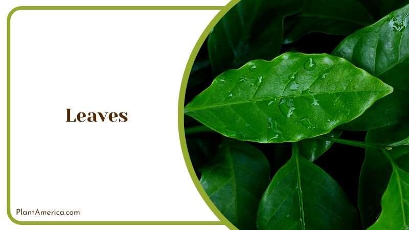 Leaves of Cofee Plants Plant America Leaves of Cofee Plants Plant America