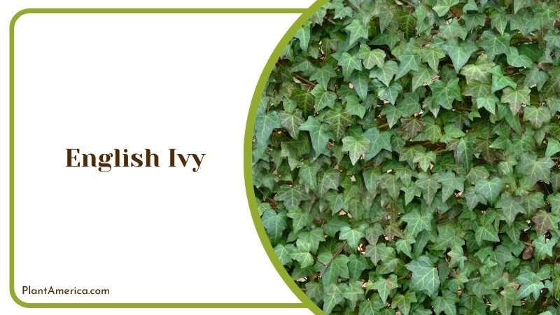 Leaves of English Ivy Plants on Wall Plant America Leaves of English Ivy Plants on Wall Plant America