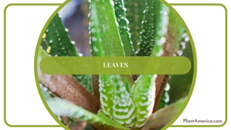 Leaves of Haworthia Plant Plant America