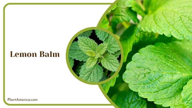 Leaves of Lemon Balm Plants PlantAmerica