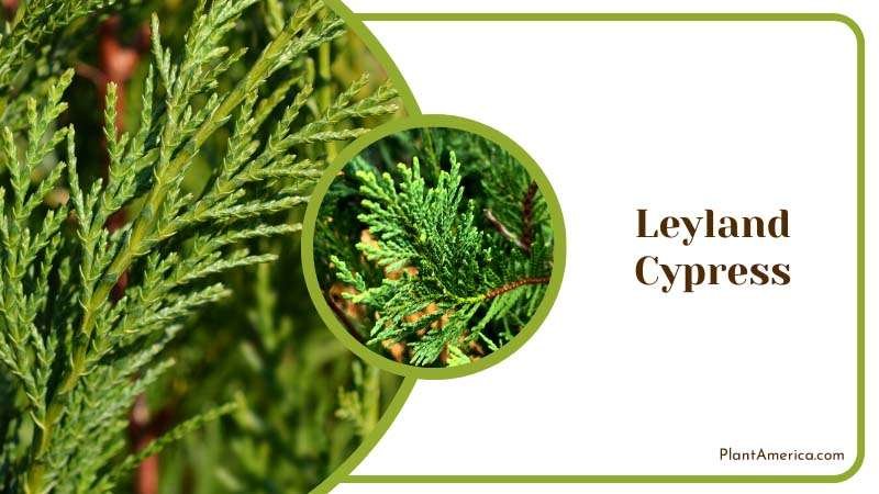 Leaves of Leyland Cypress Trees Plant America