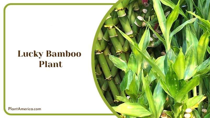 Leaves of Lucky Bamboo Plant America Leaves of Lucky Bamboo Plant America