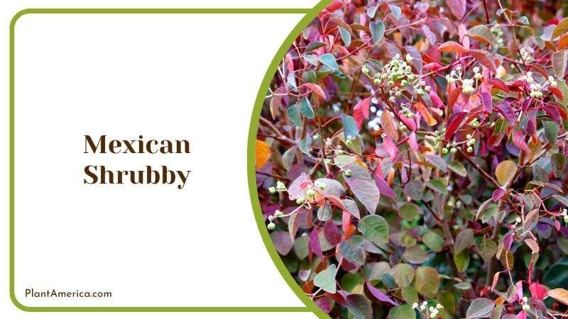 Leaves of Mexican Shrubby Plant Plant America