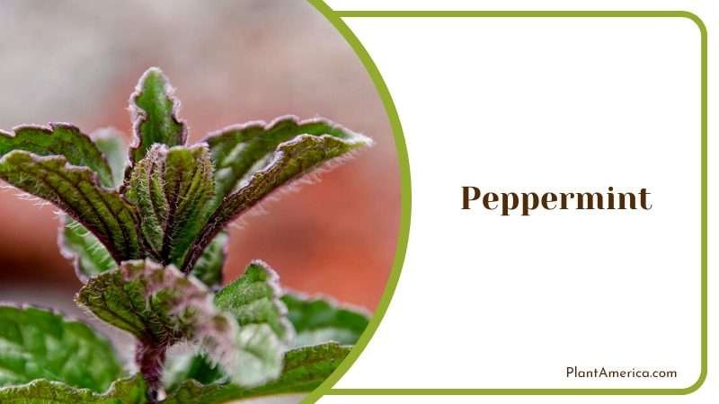 Leaves of Peppermint PlantAmerica