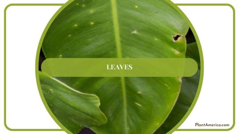 Leaves of Philodendron Plants Plant America Leaves of Philodendron Plants Plant America