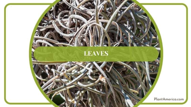Leaves of Recurvata Plant Plant America Leaves of Recurvata Plant Plant America
