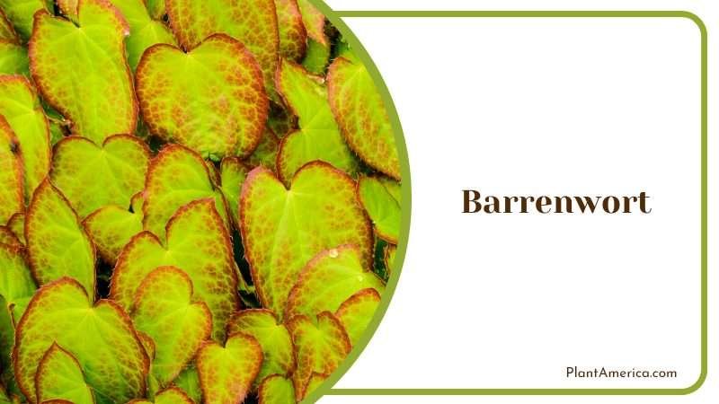 Leaves of Red Barrenwort Plant America