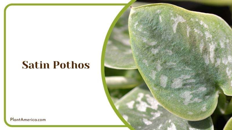 Leaves of Satin Pothos Plants Plant America 1
