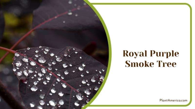 Leaves of Smoke Tree Covered with Rain Drops Plant America