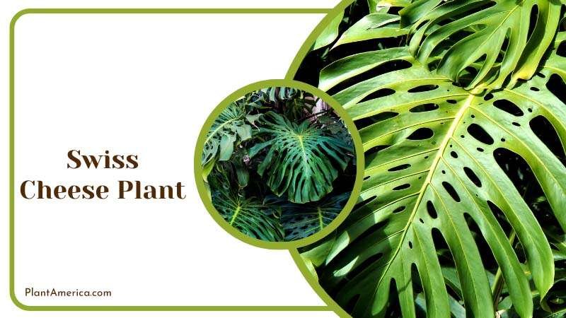 Leaves of Swiss Cheese Plant in Summer Plant America
