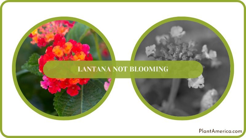 Leaves of the Trailing Lantana Plant America