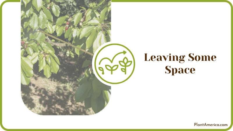Leaving Some Space When Planting Plant America Leaving Some Space When Planting Plant America