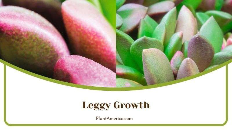 Leggy Growth of Anacampseros Plant Plant America