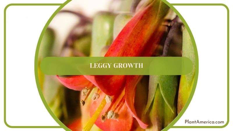 Leggy Growth of Kalanchoe Plant