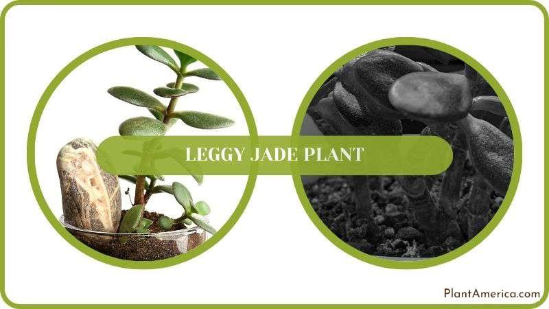 Leggy Jade Plant Details Plant America