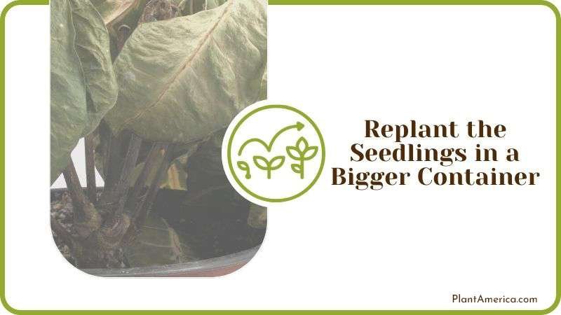 Leggy Plants in Bigger Container Plant America