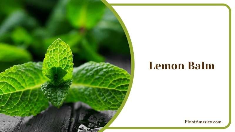 Lemon Balm Leaves on a Table Plant America