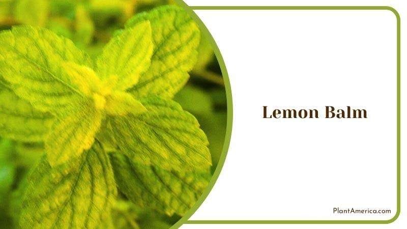 Lemon Balm PlantAmerica 1