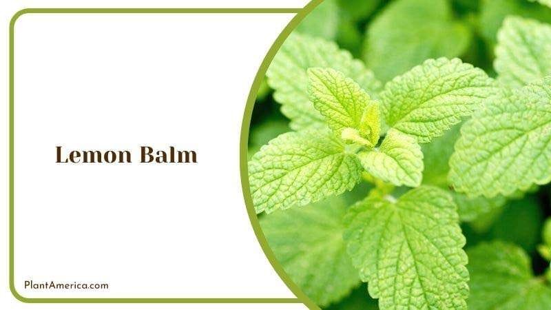 Lemon Balm PlantAmerica 2
