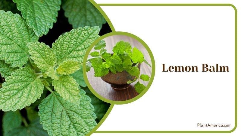 Lemon Balm has citrus fragrant leaves PlantAmerica