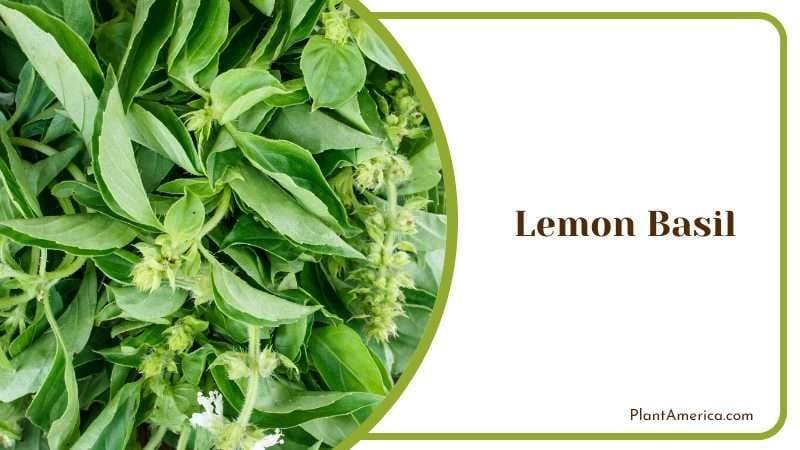 Lemon Basil PlantAmerica