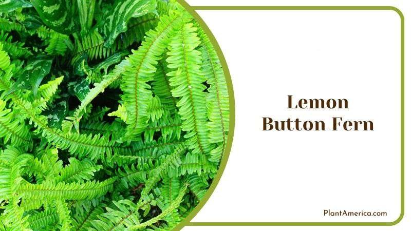 Lemon Button Fern Plant America