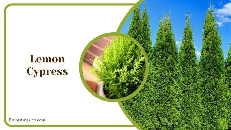 Lemon Cypress Plant America Lemon Cypress Plant America