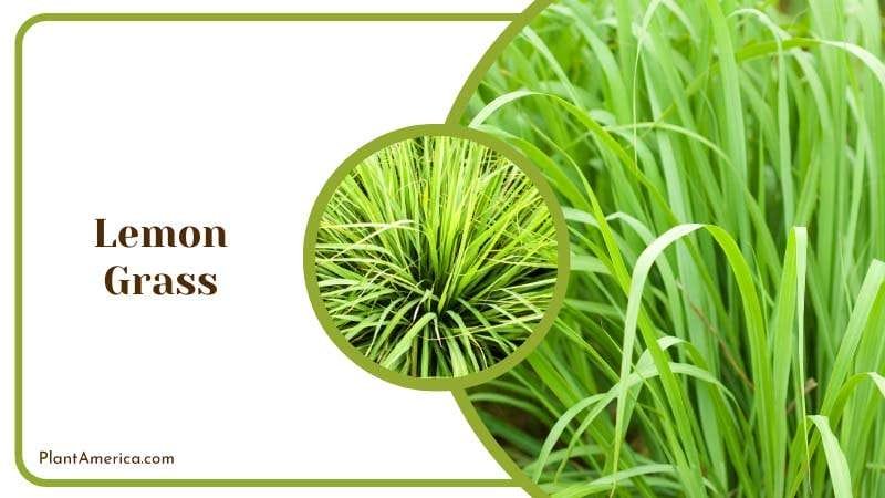 Lemon Grass repel negative energy from homes PlantAmerica