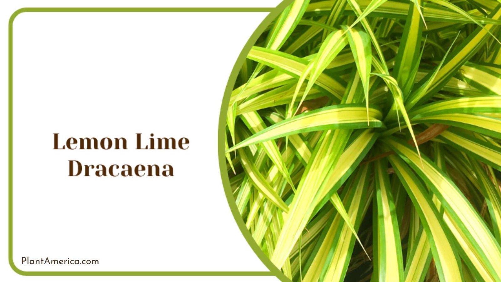 Lemon Lime Dracaena Plants Plant America Lemon Lime Dracaena Plants Plant America