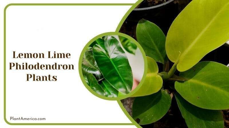 Lemon Lime Philodendron Plants Similar to Pothos Plant America Lemon Lime Philodendron Plants Similar to Pothos Plant America
