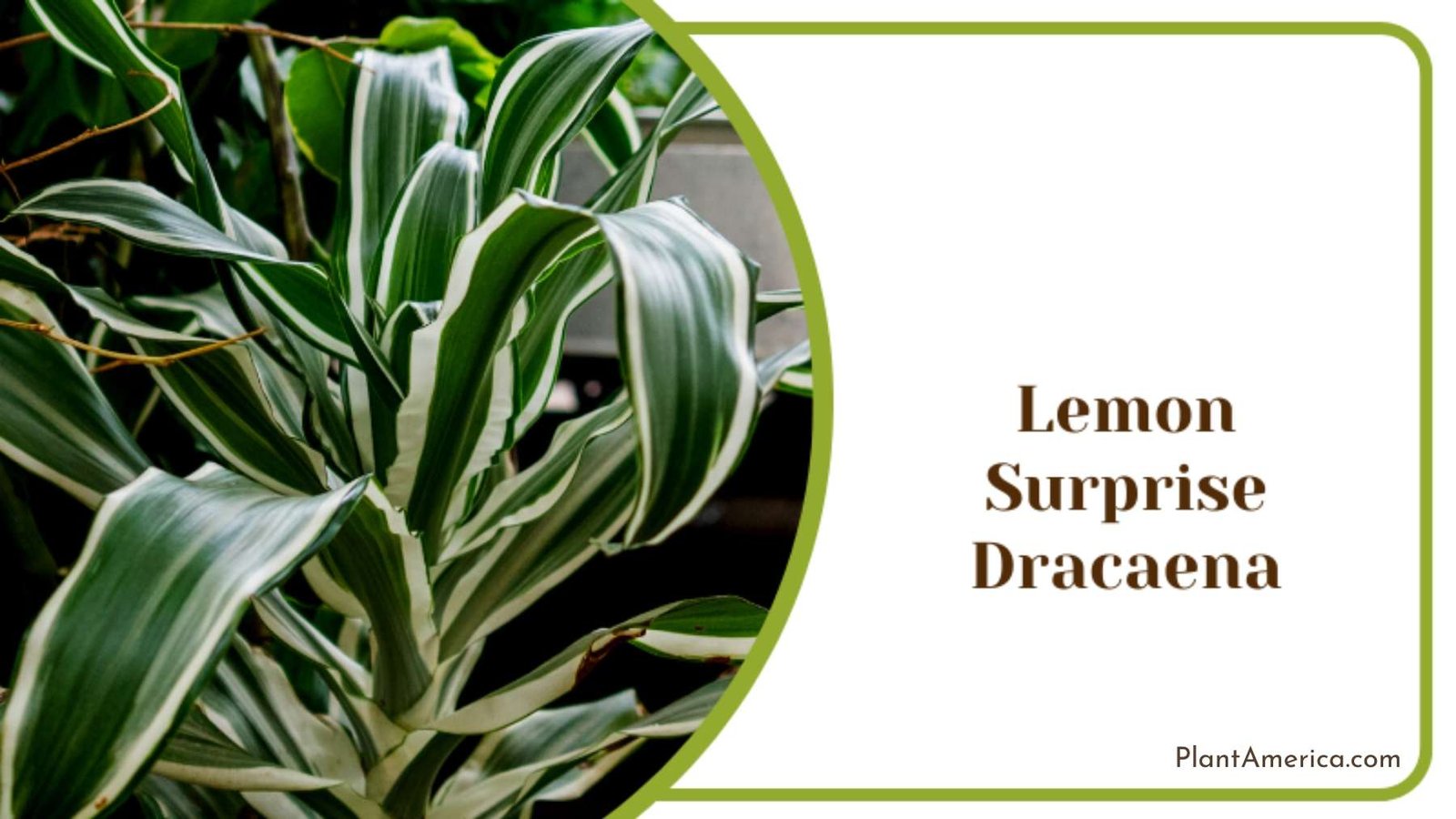 Lemon Surprise Dracaena in Garden Plant America Lemon Surprise Dracaena in Garden Plant America