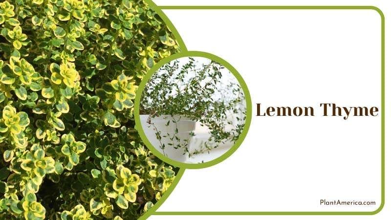 Lemon Thyme culinary herb PlantAmerica