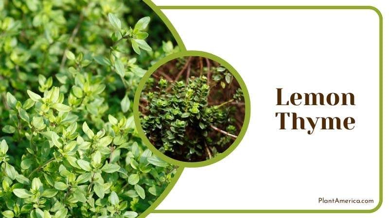 Lemon Thyme repel insects and rodents PlantAmerica