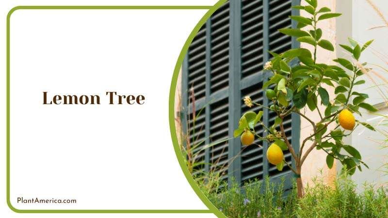 Lemon Tree Plant America Lemon Tree Plant America